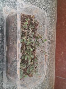 Real Rooted Purple Green Trailing Potted Plant