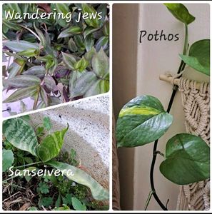 INDOOR PLANT CLEARANCE SALE 🔥 🔥