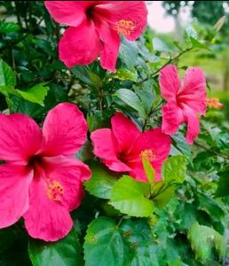 Combo Alive Flower Plant