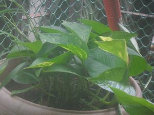 Samsung Digital Camera - Red