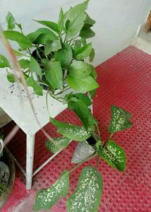Set 2 Money &amp; Dieffenbachias Amoen Plants