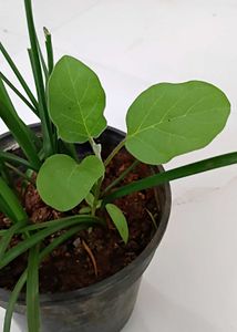 Brinjal/egg plant
