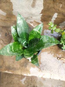 Combo Of 2 Plant Lucky Jade Or Bird Next Snake
