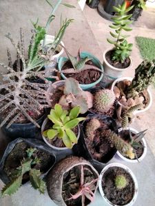 Assorted Combo Offer (15 Varieties)