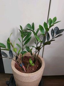 Air Purifying ZZ Plant