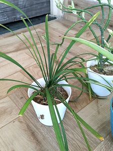 Live Plant In Sale Price With Pot