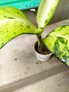 Indoor N Lucky Plants