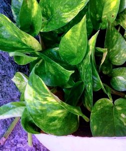Decorative Money Plants
