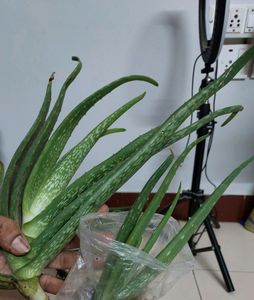 5 Combo Plants