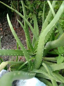 Big Aloevera Plant