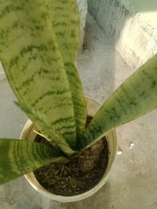 Indoor Plants