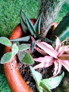 Cactus  Arrangement