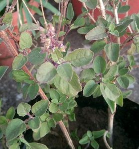 Combo Plants for Pramod