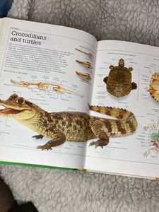 DK Visual Dictionary