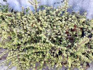 Real Jade Plant (Lucky/Vaastu)