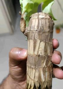 For Home Decorations Live Plant🌱
