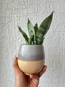 Live Snake Plant Desk Size Pot