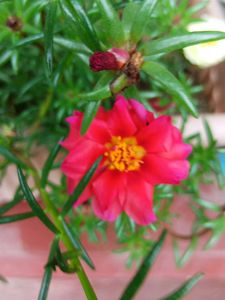 Four Colours Portulaca 12 Sticks