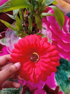 Woman Flower Yellow &amp; Red Clip 💛♥️