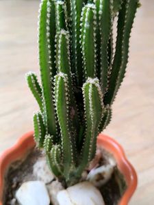 Triangle cactus
