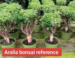 Assorted Indoor And Bonsai Plant.