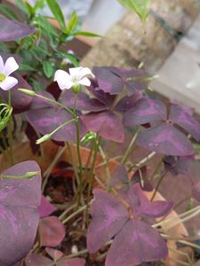 Purple Shamrock Plant