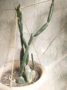 Cactus Only Single Shoot With Root,