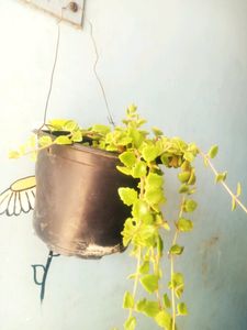 Hanging Plant&#39;s With Pot