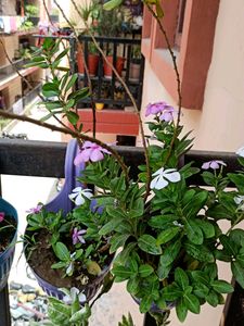 Two Sadabahar Plant With Root