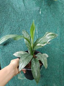 Spathiphylum Plant
