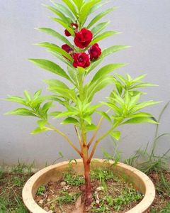 Balsam Flower Seeds Red ♥️