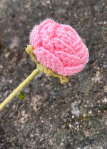 Pink Rose