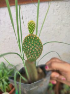 Rabbit Ear Cactus 🌵