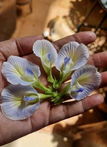 Aprajita, Sunflower, Rain Lily Plant Seed
