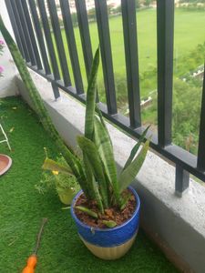 Snack PLANT Without Pot