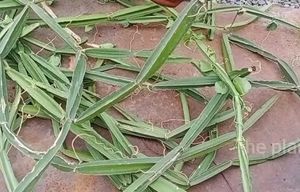 Hadjod, Cissus quadrangularis हड़जोड़