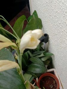 Plant Combo Of10
