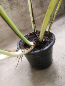 Combo 2  Magic Money Plant Without Pot