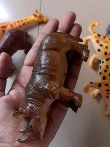 Animals