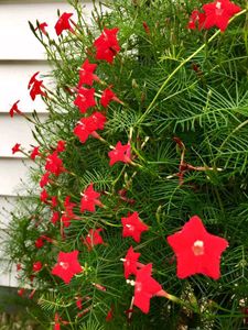 Cypress &amp; cockscomb flower plant and seeds