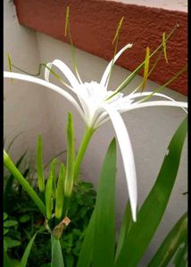 3 Spider Amaryllis Lily Bulbs