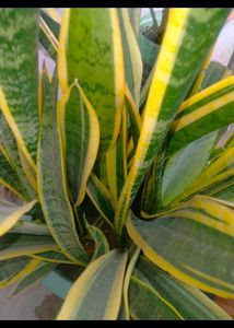 Snake Plant Variegated