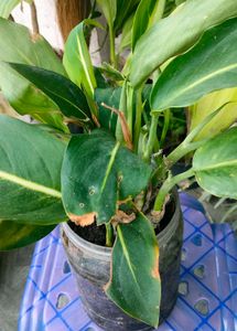 Combo live plants ☘️☘️☘️