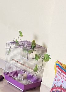 Bird Cage (freshly Bought )