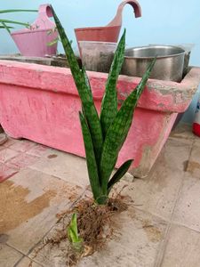 Snake Plant
