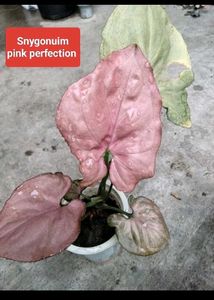 Mix Plants Combo Offer