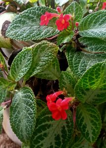 Episcia Plant - Flame Violet