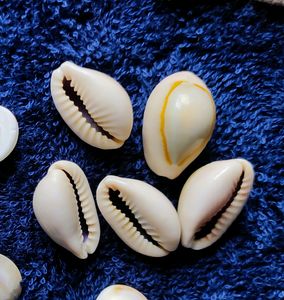 Lakshmi Pujan Kodi Shells 21 Pcs