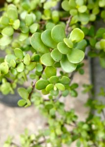 Jade Plant Sticks