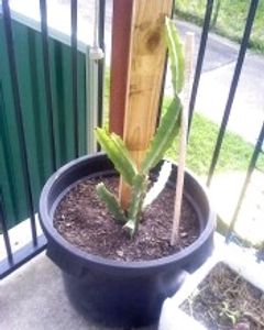 Dragon Fruit Plant